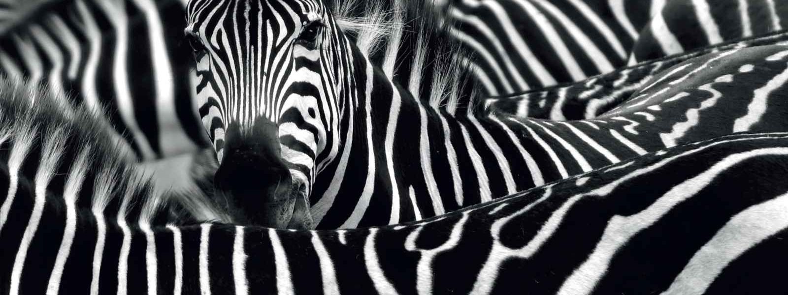 Troupeau de zèbres, Parc National du Kruger, Afrique du Sud