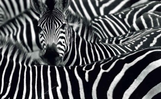 Troupeau de zèbres, Parc National du Kruger, Afrique du Sud