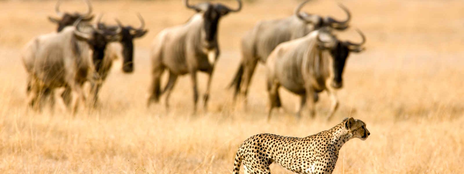 Guépard et gnous, parc national d'Amboseli , Kenya