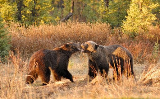 Grizzlis, Canada