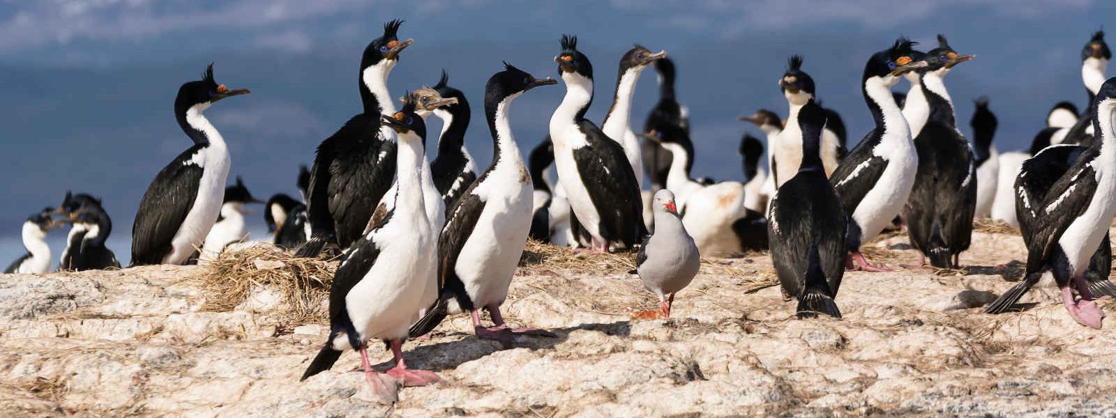 Cormorans sur le canal de Beagle, Argentine