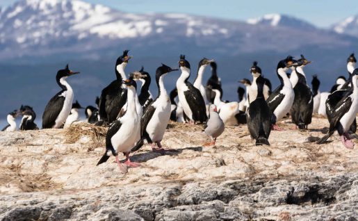 Cormorans sur le canal de Beagle, Argentine