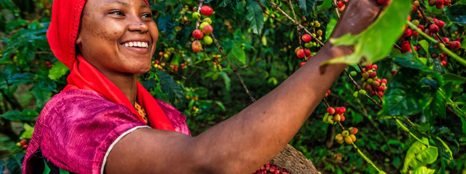 Cueilleuse de café, Ethiopie