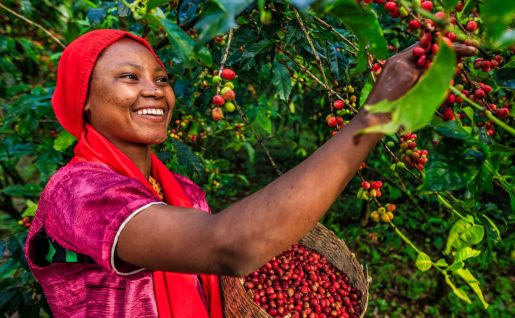 Cueilleuse de café, Ethiopie