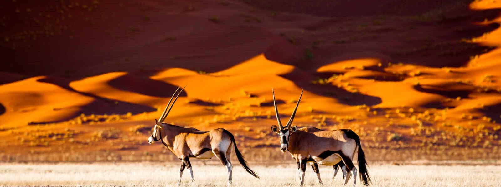 Oryx, Sossusvlei, Namibie