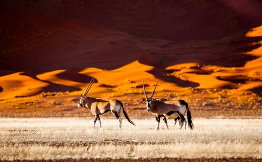 Oryx, Sossusvlei, Namibie