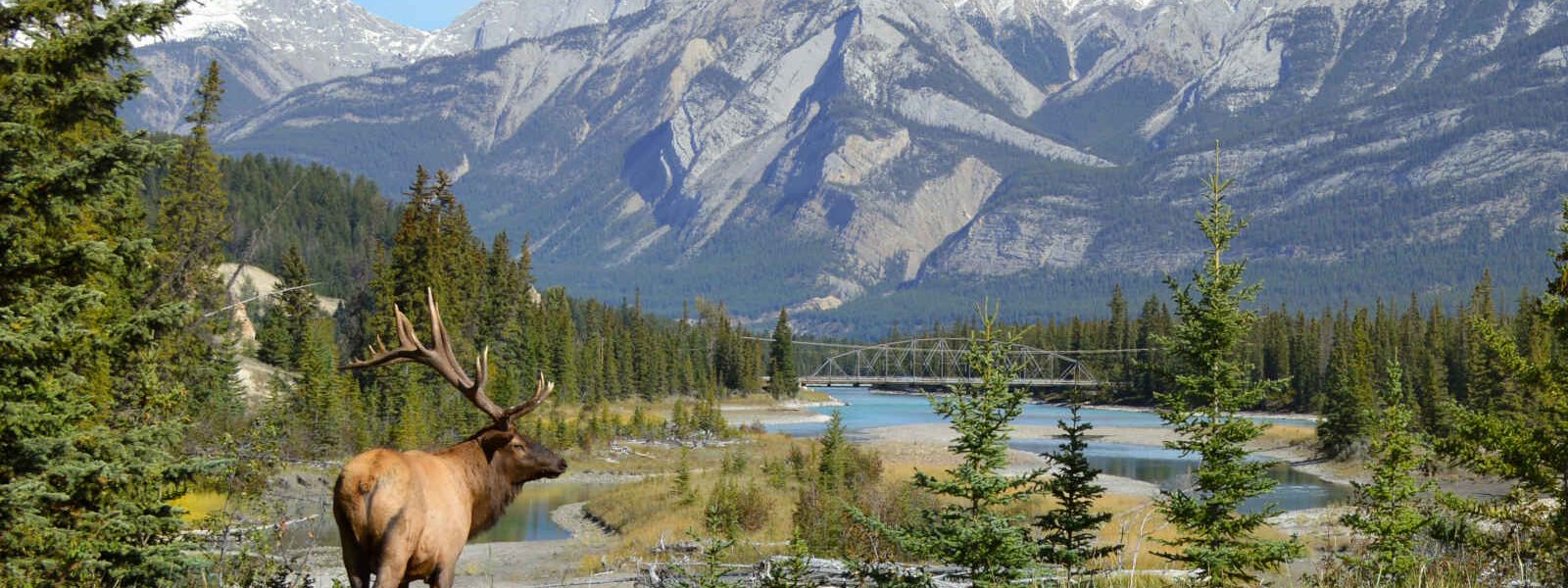 Jasper National Park, Alberta, Canada