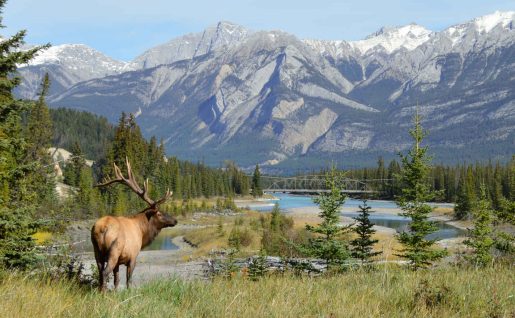 Jasper National Park, Alberta, Canada