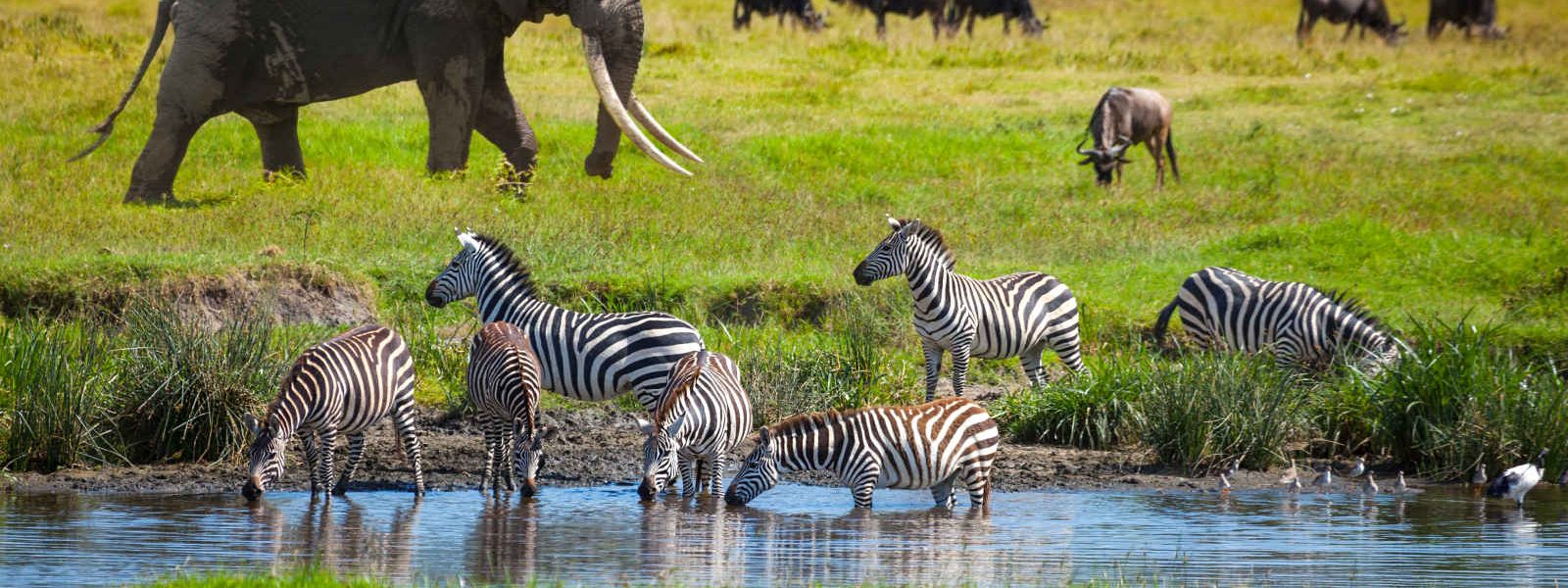 Éléphants et zèbres, Parc National Serengeti, Tanzanie