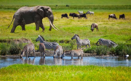 Éléphants et zèbres, Parc National Serengeti, Tanzanie