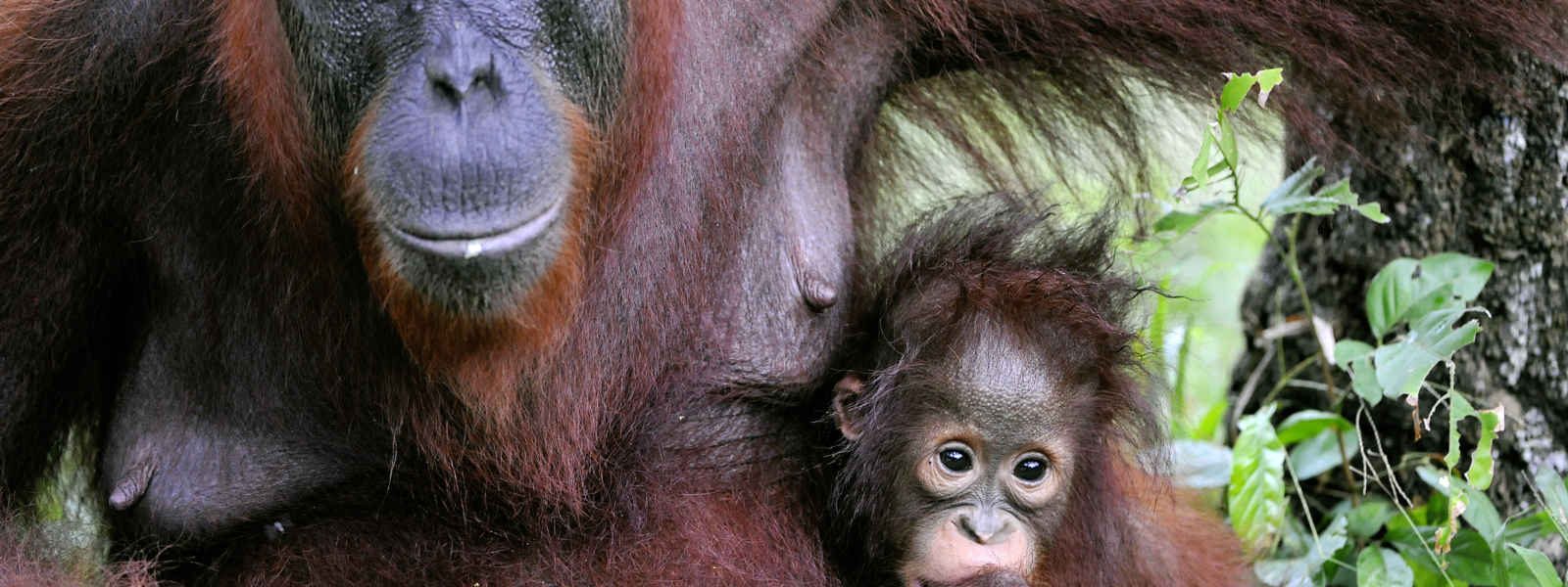 Female of the oran outan with a baby, Malaysa