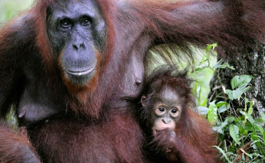 Female of the oran outan with a baby, Malaysa