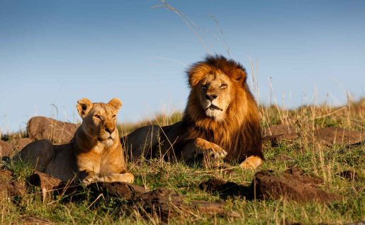 Lion et lionne, Masai Mara, Kenya