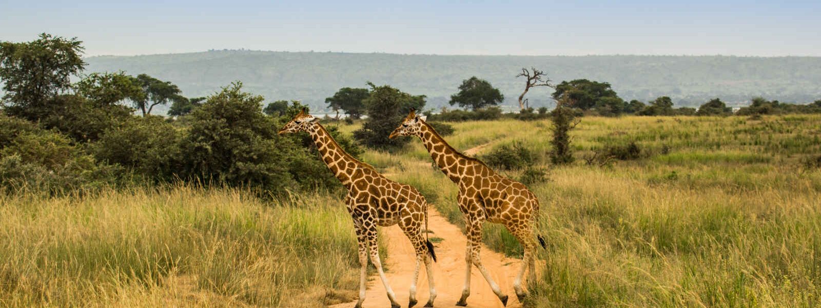 Girafe, Parc national Murchison, Ouganda