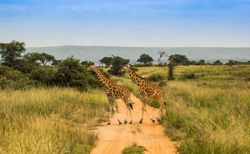 Girafe, Parc national Murchison, Ouganda