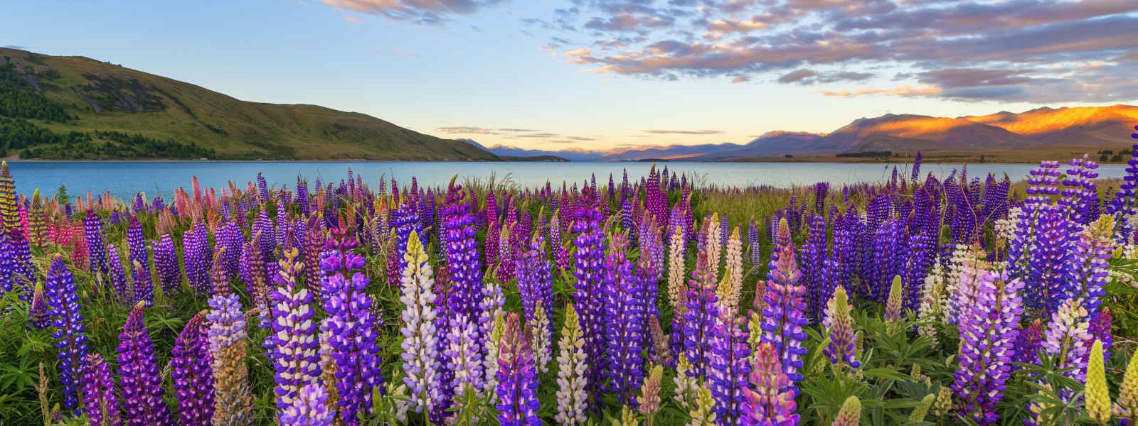 Lac Tekapo, Nouvelle-Zélande