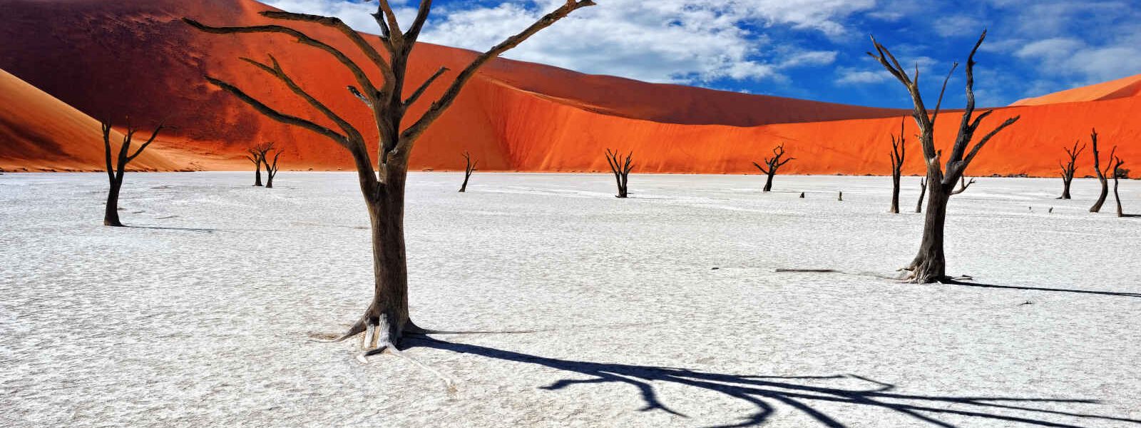 Acacias, Deadvlei, Sossusvlei, Namib Naukluft National Park, Namibie