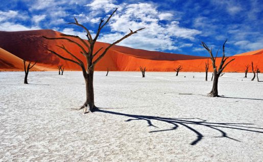 Acacias, Deadvlei, Sossusvlei, Namib Naukluft National Park, Namibie