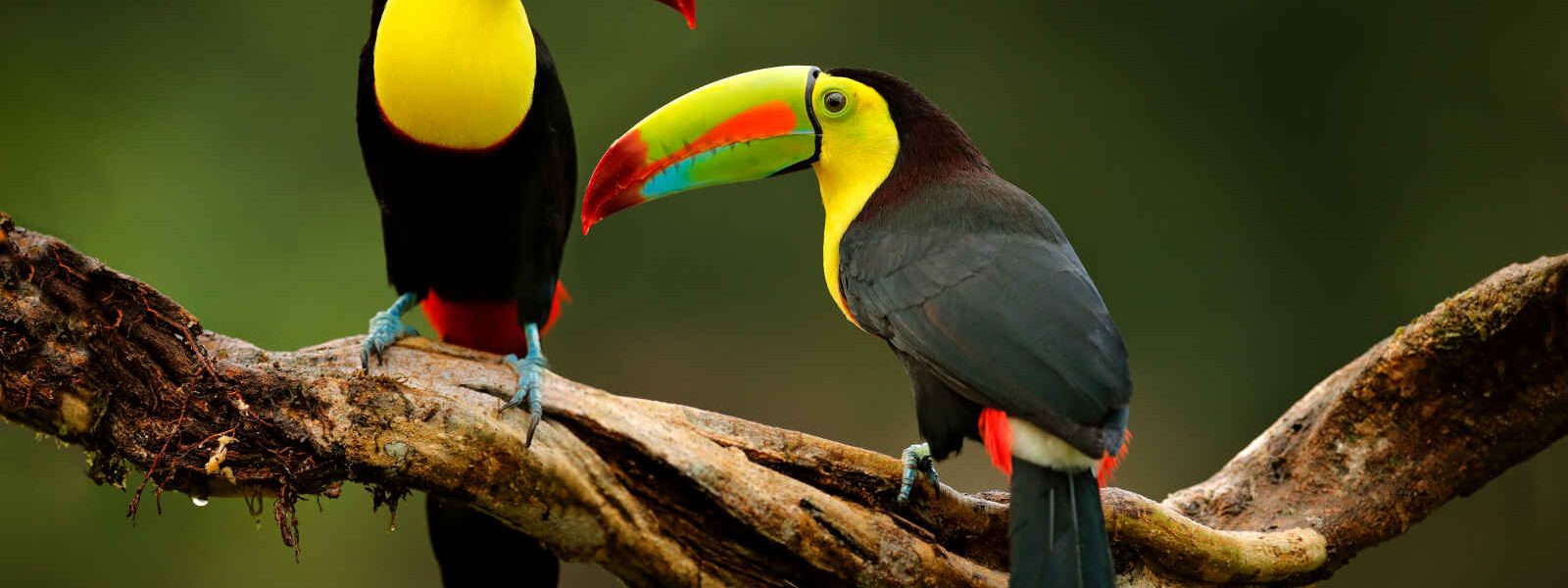 Toucans, Costa Rica