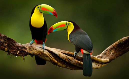 Toucans, Costa Rica