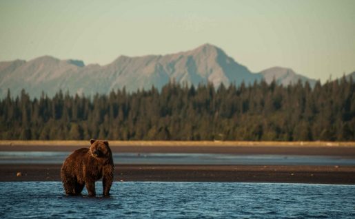 Ours brun, Denali National Park, Alaska, États-Unis