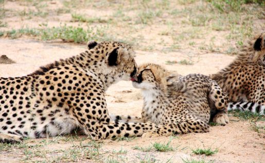 Guépards, réserve privée de Karongwe, zone du parc national Kruger, Limpopo, Afrique du Sud