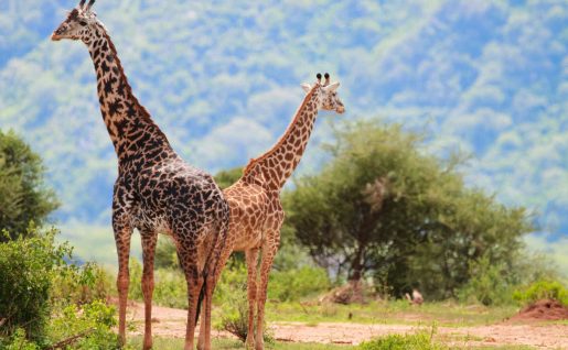 Girafes, Lac Manyara, Tanzanie