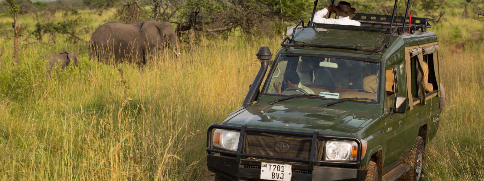 Safari, Serengeti, Tanzanie