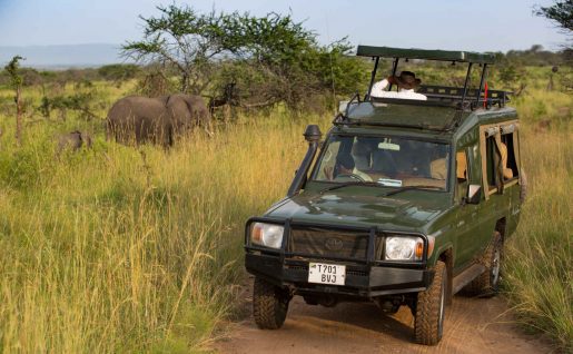 Safari, Serengeti, Tanzanie