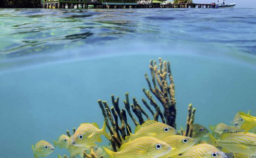 Bocas del Toro, Panama