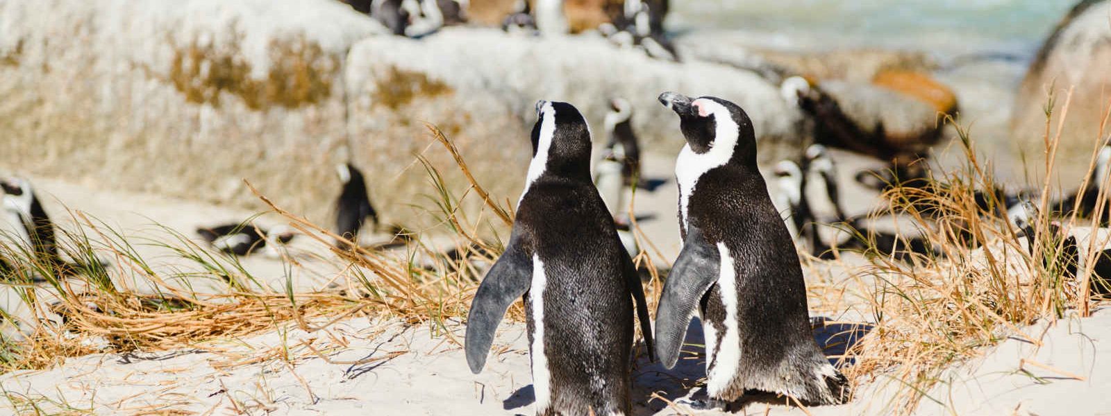 Colonie de pingouins de Boulder Beach, Afrique du Sud