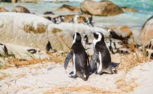 Colonie de pingouins de Boulder Beach, Afrique du Sud