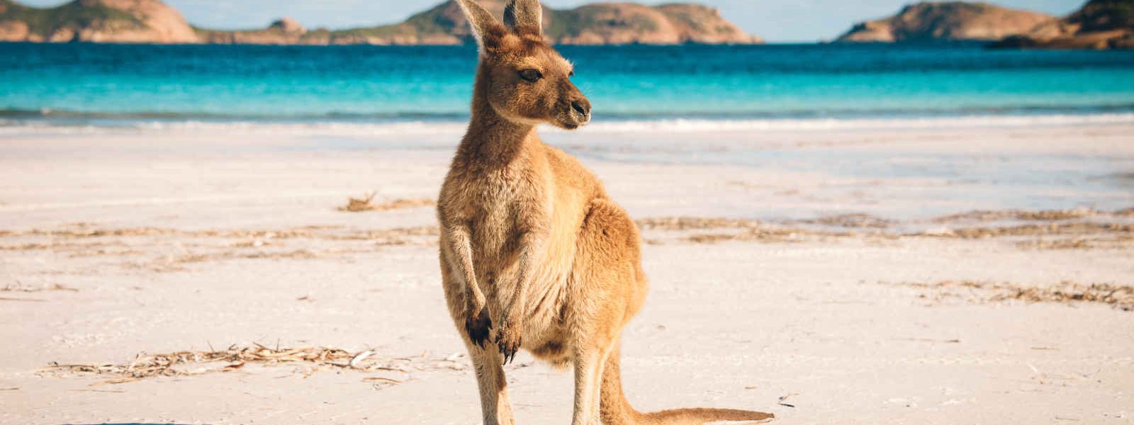 Kangourou, Lucky Bay, Cap Le Grand National Park près d'Esperance, Australie Occidentale, Australie