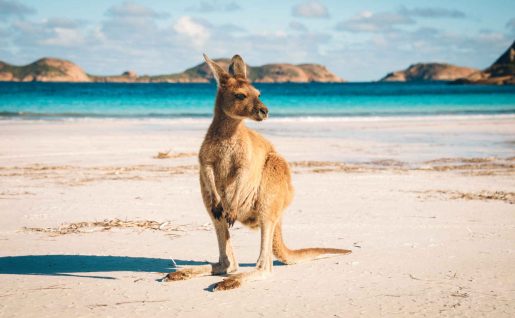 Kangourou, Lucky Bay, Cap Le Grand National Park près d'Esperance, Australie Occidentale, Australie