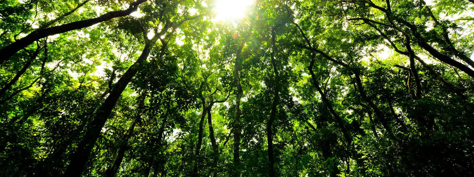 Forêt, Sri Lanka