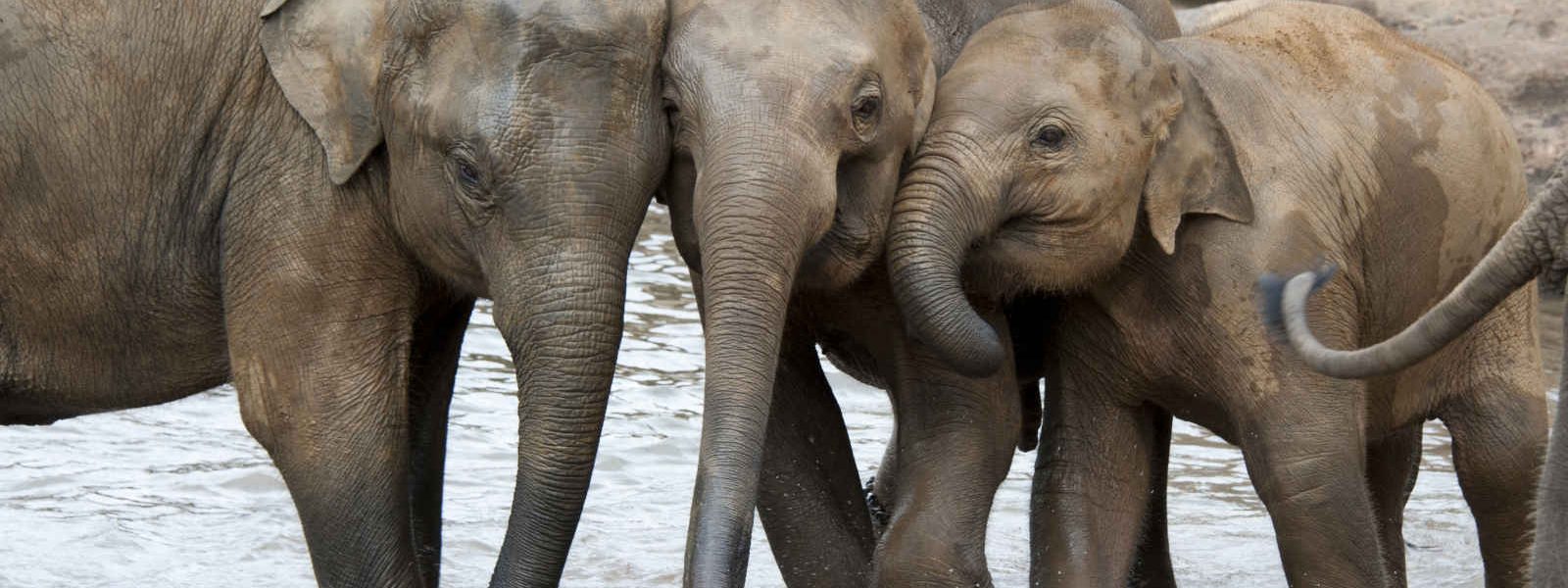 Éléphants, Rivière, Sri Lanka