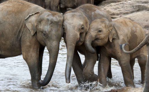 Éléphants, Rivière, Sri Lanka