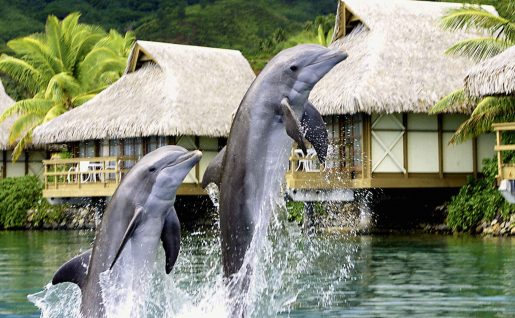 Intercontinental Moorea, Polynésie française