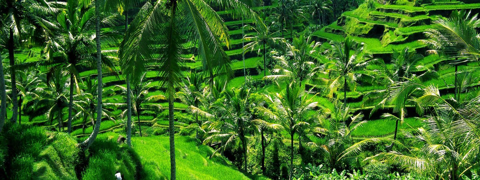 Rizières d'Ubud, Bali, Indonésie