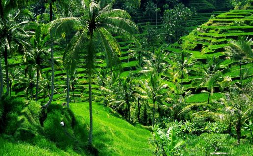 Rizières d'Ubud, Bali, Indonésie