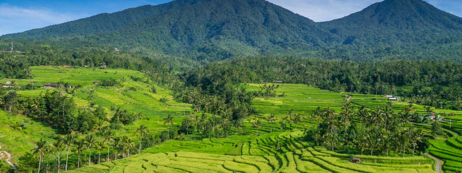 Rizière Jatiluwih, Bali, Indonésie