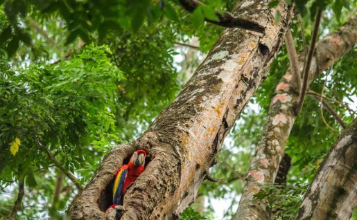 Parc tayrona, Colombie