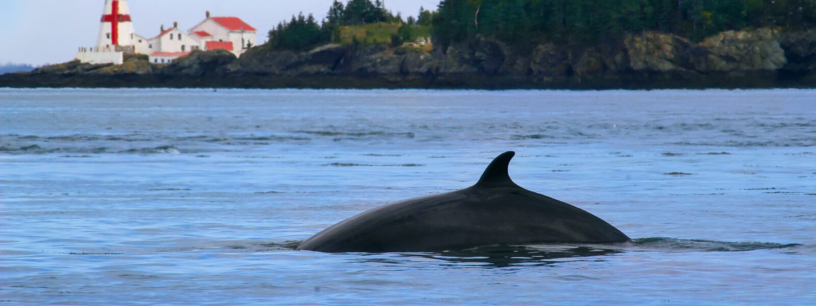 Baleine de Minke (ou petit rorqual) et phare de Head Harbour