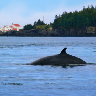 Baleine de Minke (ou petit rorqual) et phare de Head Harbour