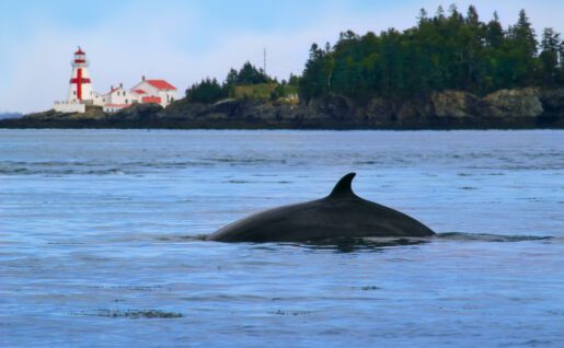 Baleine de Minke (ou petit rorqual) et phare de Head Harbour