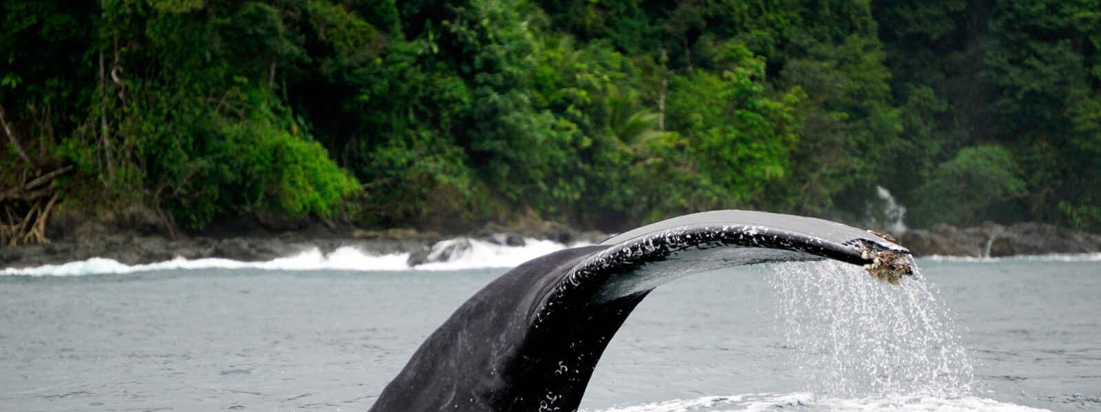 Baleine, Bahia Solano, Colombie