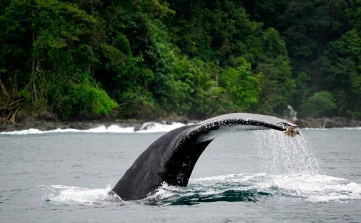 Baleine, Bahia Solano, Colombie