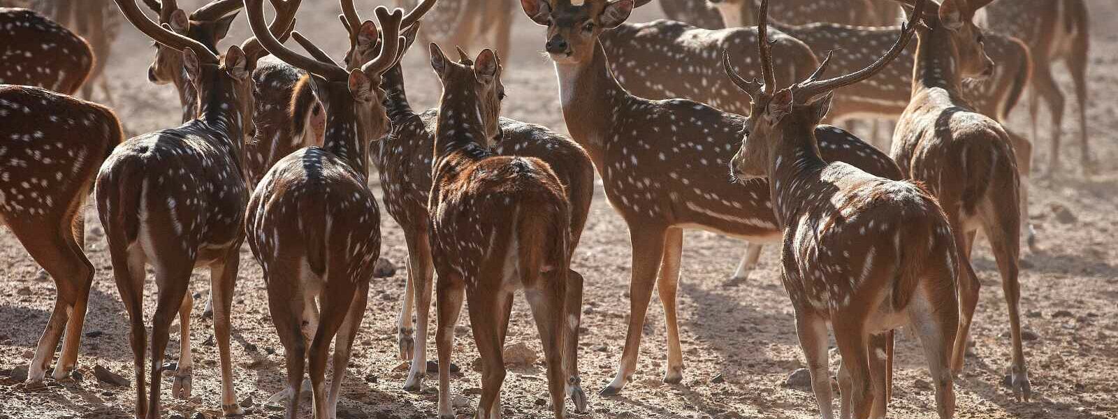 Sir Bani Yas Island, Animaux