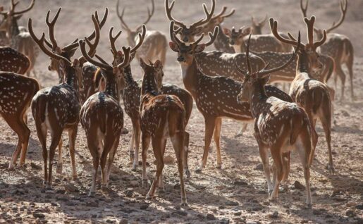 Sir Bani Yas Island, Animaux