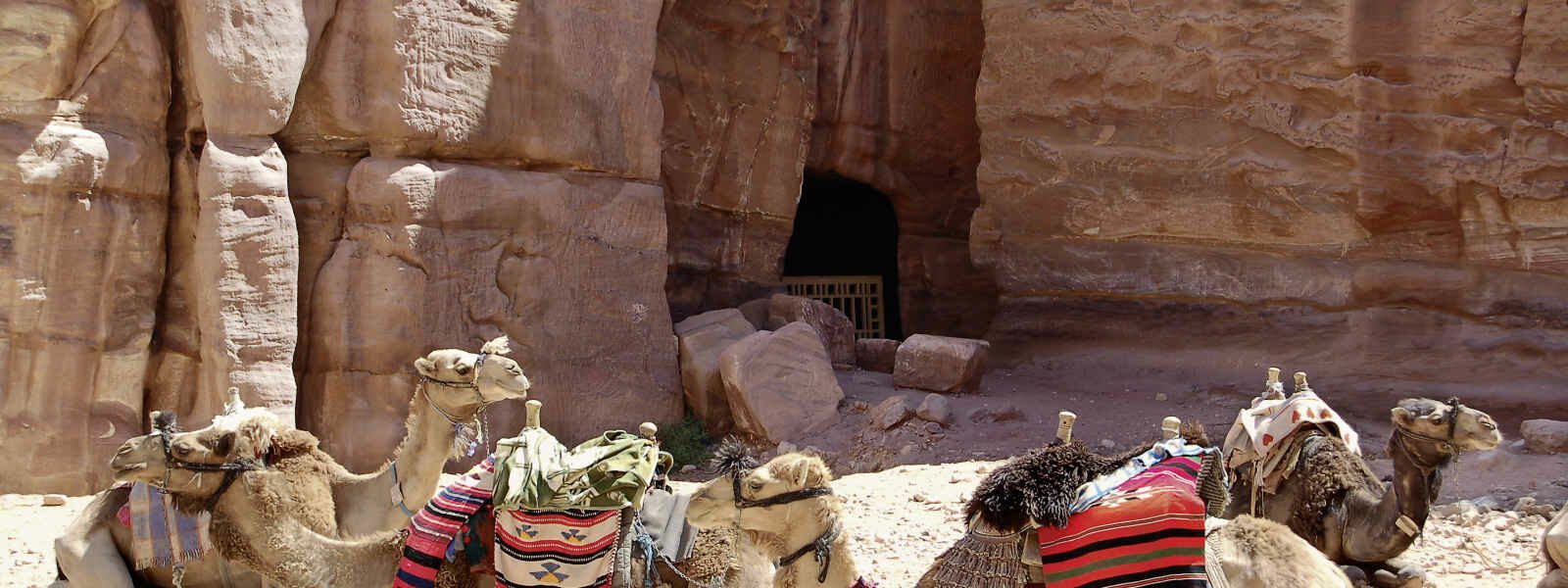 Camels resting, Petra